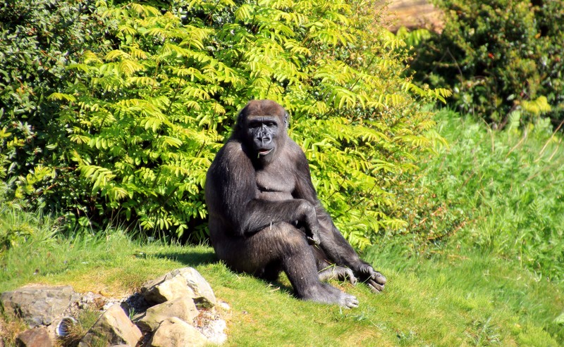 Gorilla