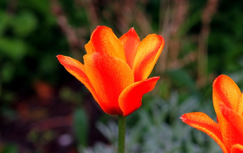 Tulpen