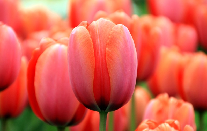 Tulpen