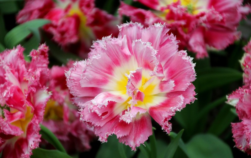 Tulpen