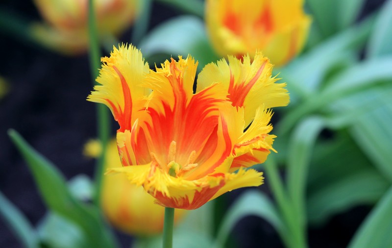 Tulpen