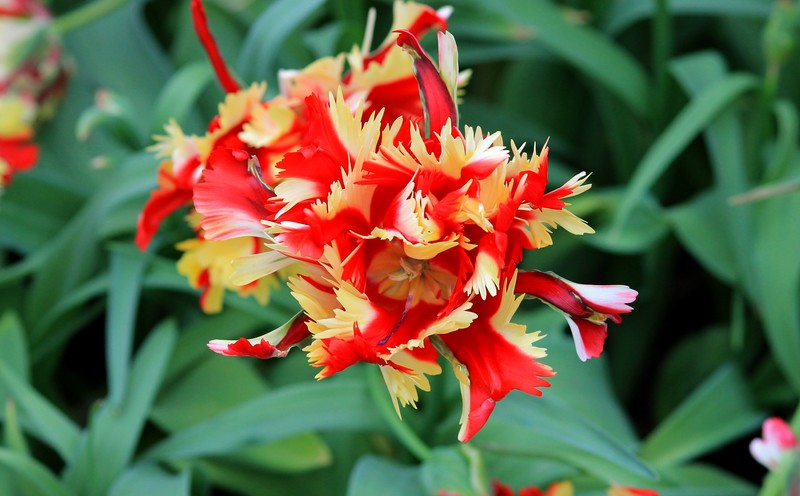 Tulpen
