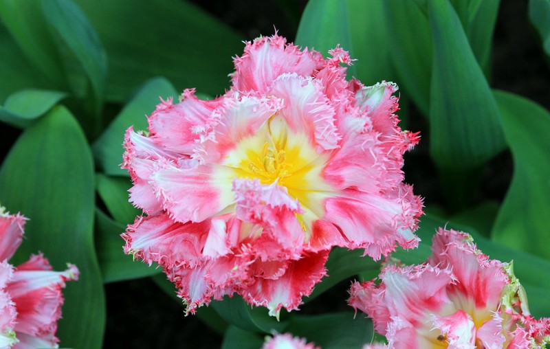 Tulpen