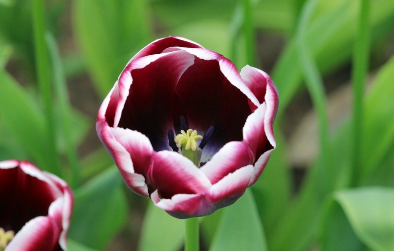 Tulpen