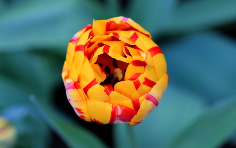 Tulpen