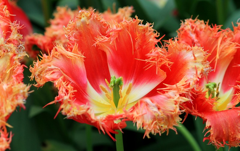 Tulpen
