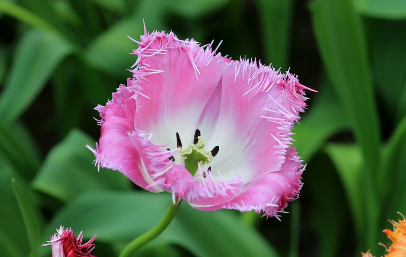 Tulpen