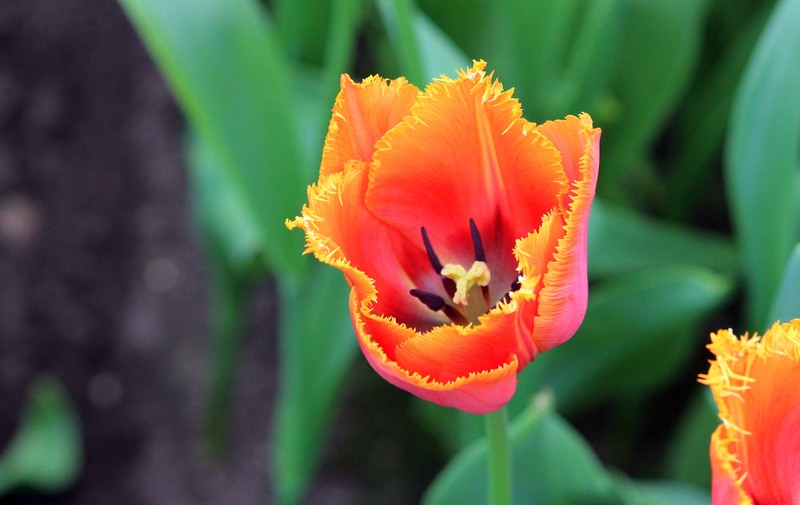 Tulpen