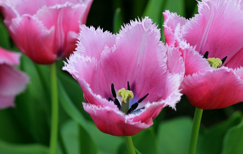 Tulpen