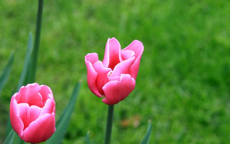 Tulpen
