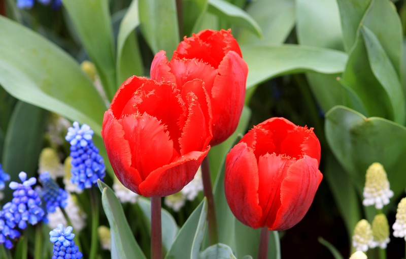 Tulpen