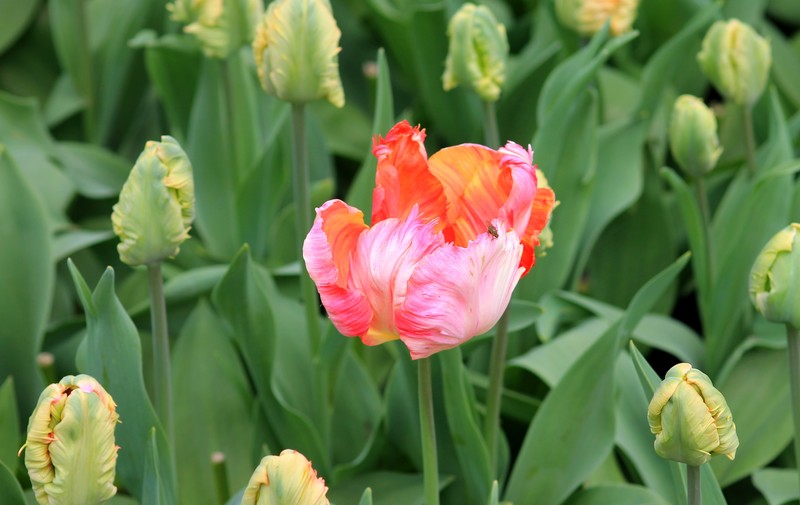 Tulpen