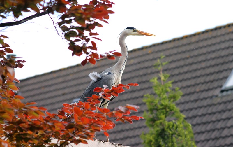 Reiger