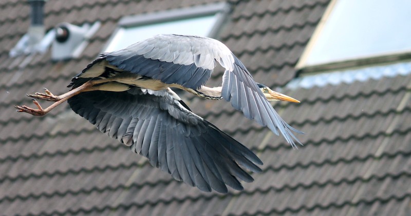 Reiger