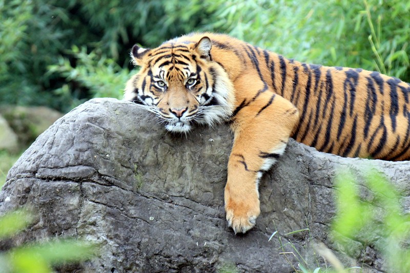 Tijger