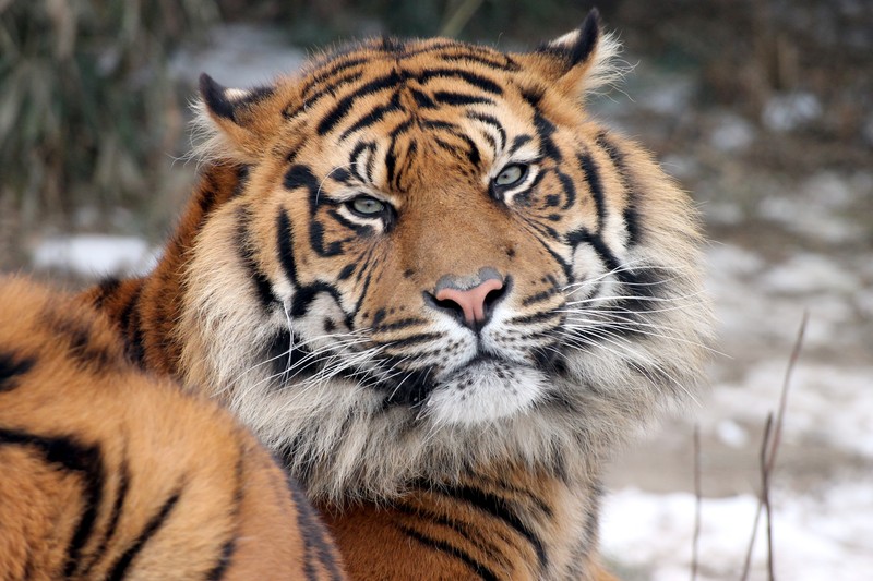 Tijger