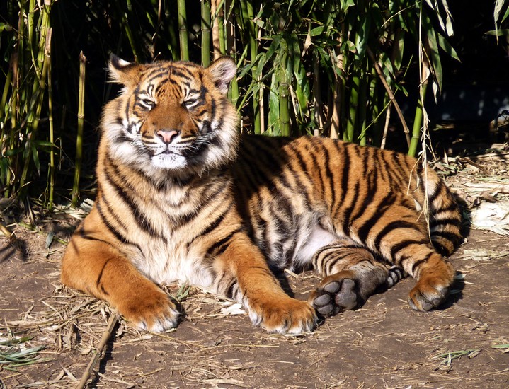 Tijger