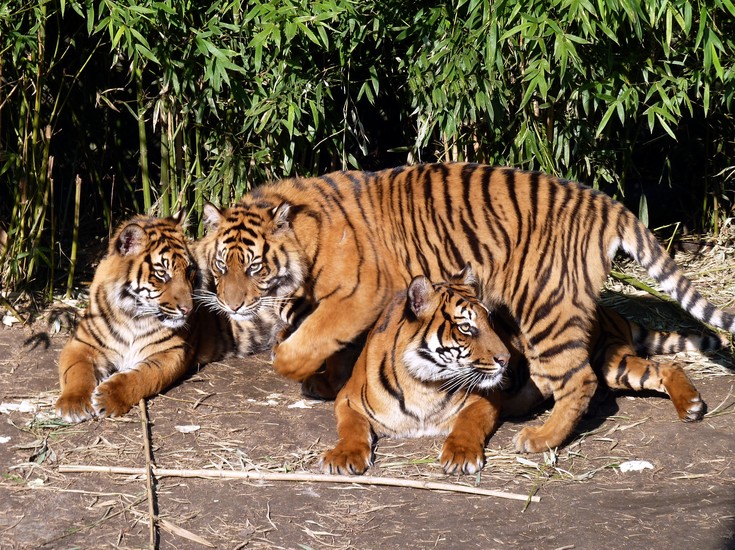 Tijgers