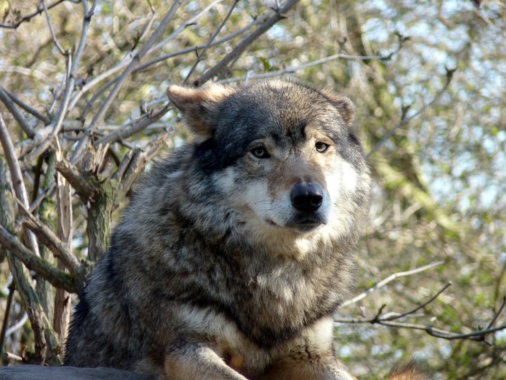 Wolf