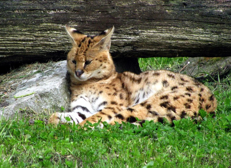 Servalkat