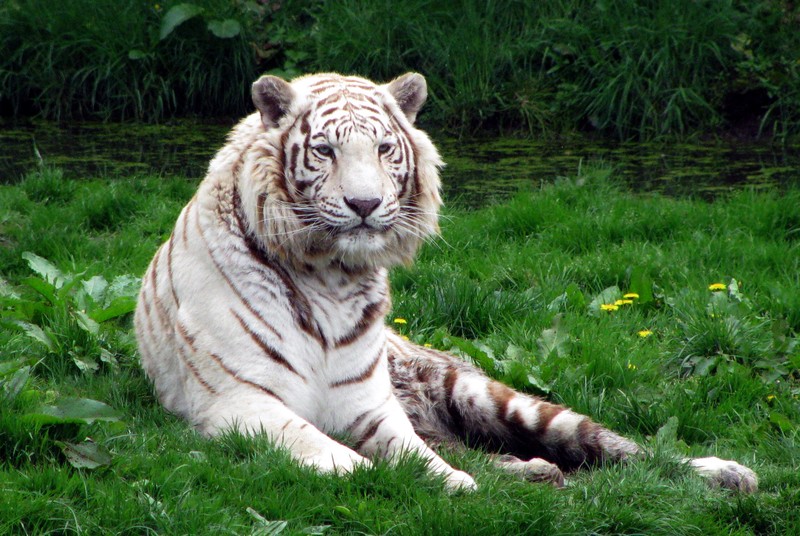 Witte Tijger