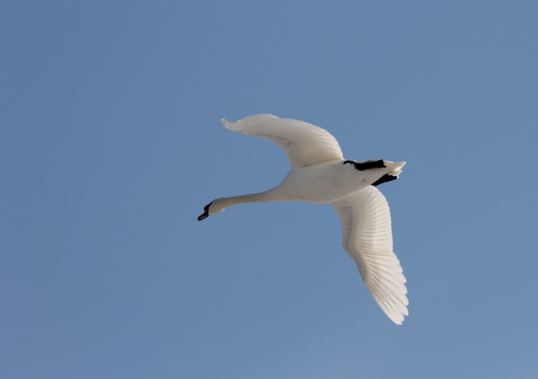 Zwaan