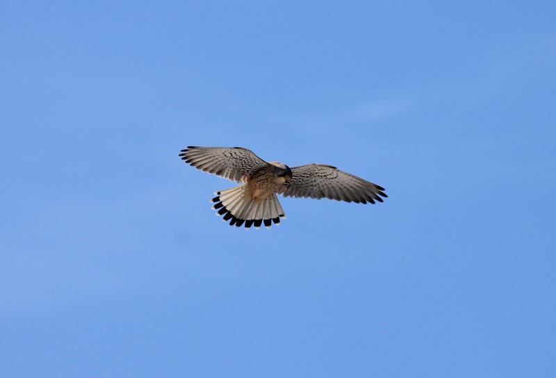 Roofvogel