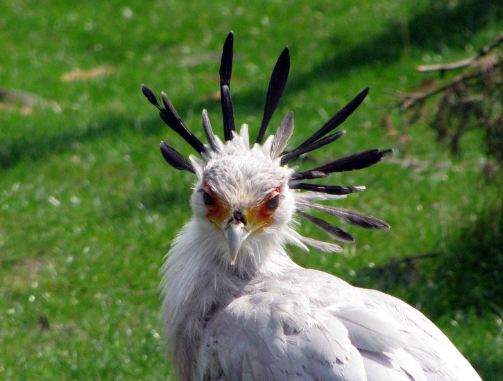 Secretarisvogel
