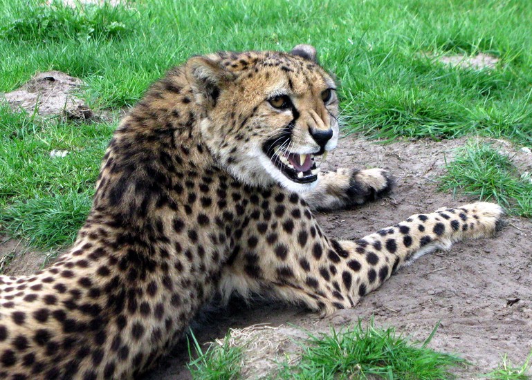 Cheeta