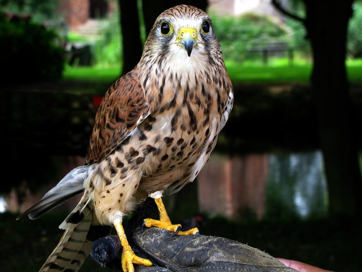 Roofvogel