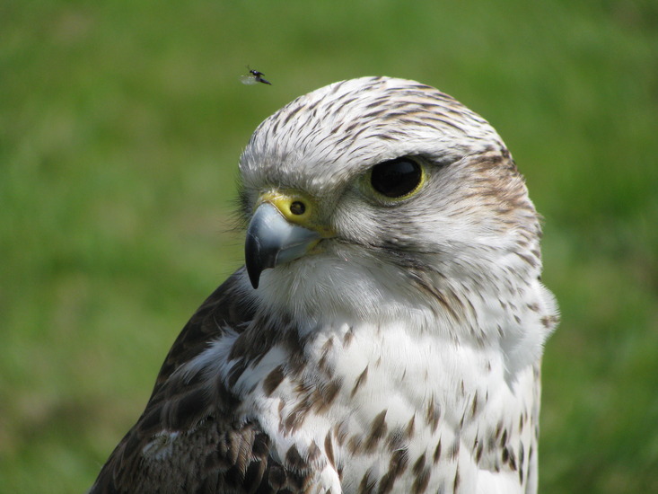 Arend