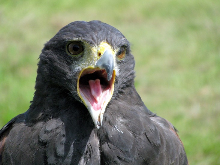 Buizerd