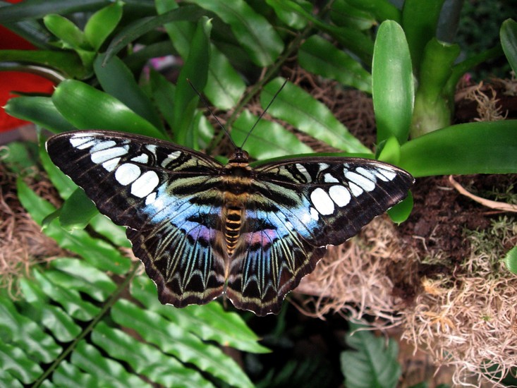 Vlinder