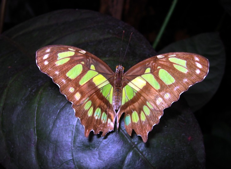 Vlinder