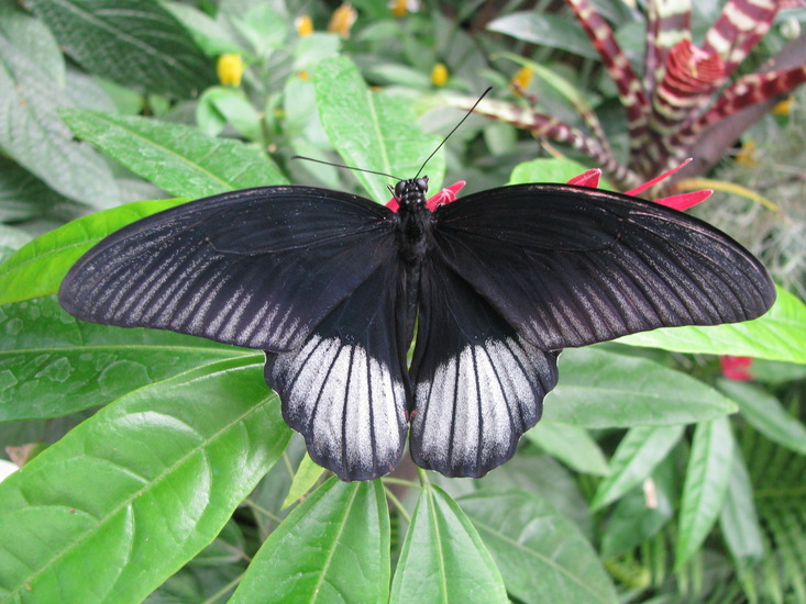 Vlinder
