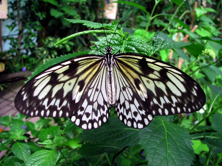 Vlinder