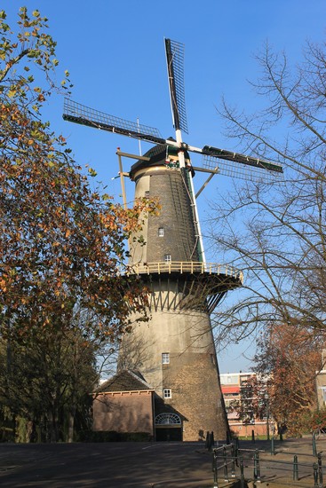 Drie Koornbloemen