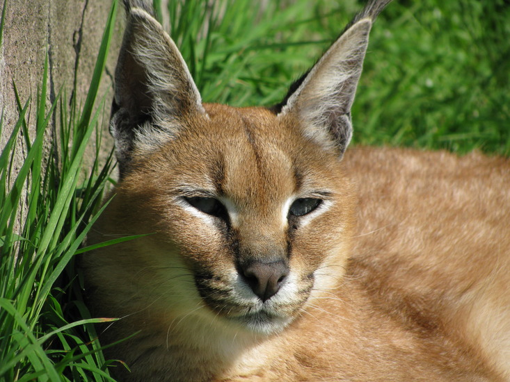 lynx