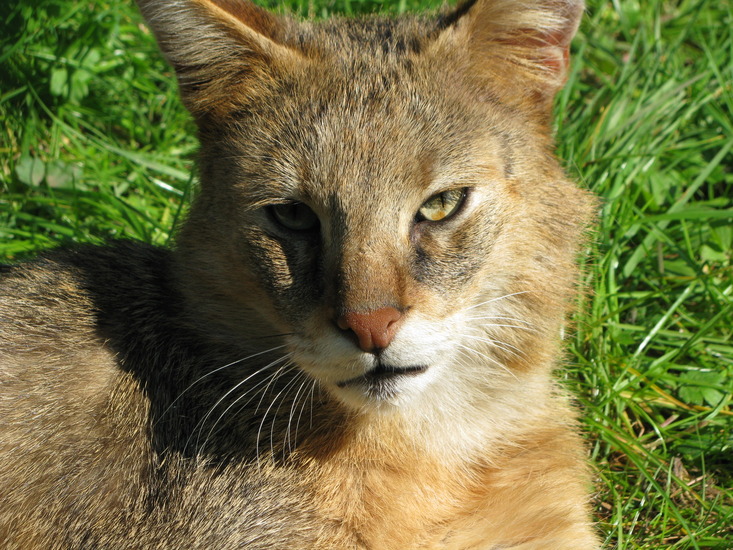 Wilde kat
