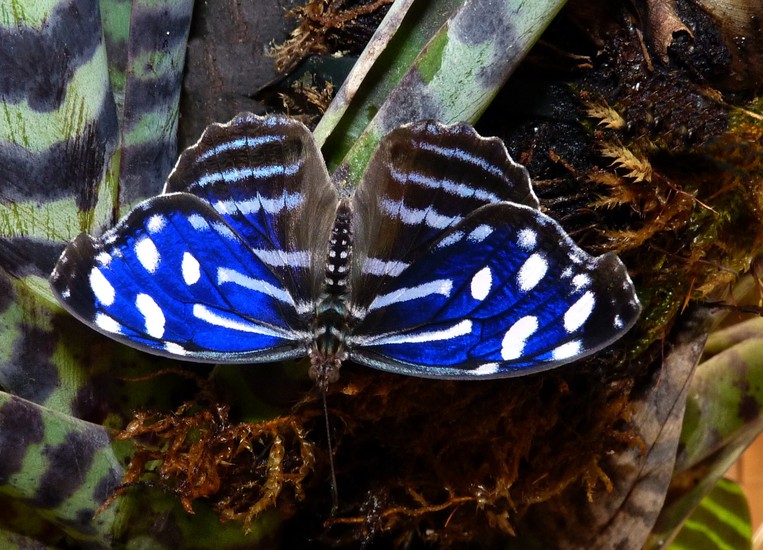 Vlinder