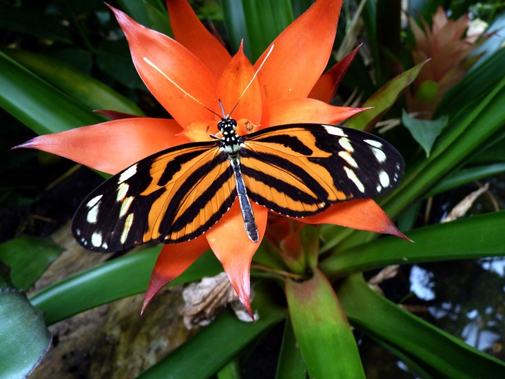 Vlinder