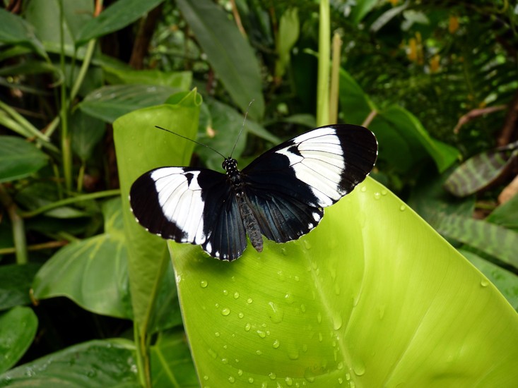 Vlinder
