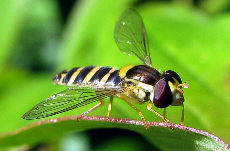 Bij