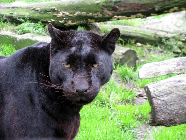 Panter