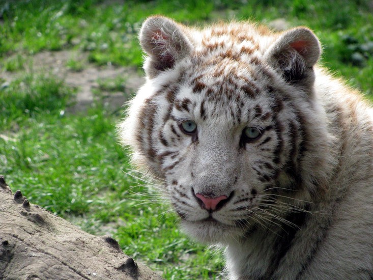 Witte Tijger