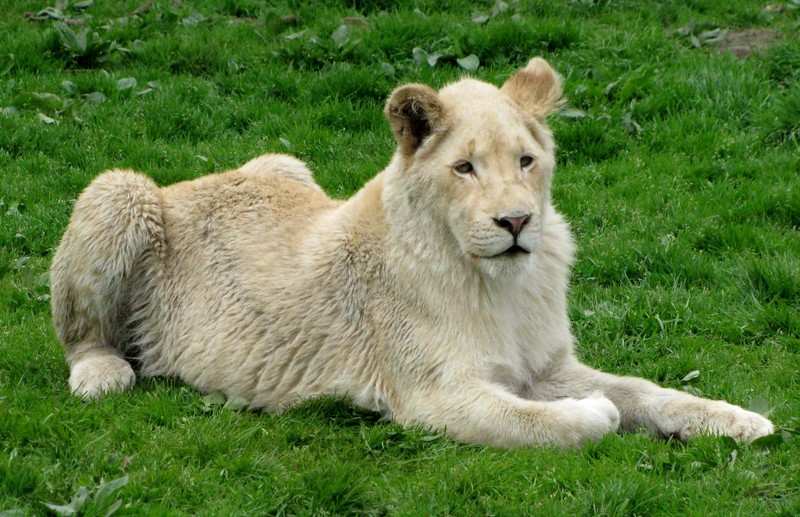 Witte leeuw