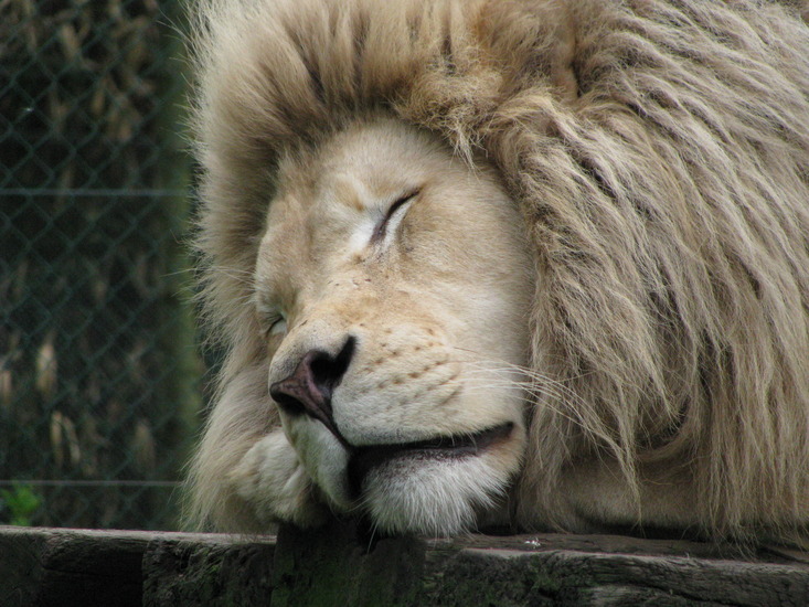 Witte leeuw