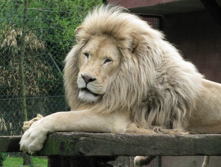 Witte Leeuw