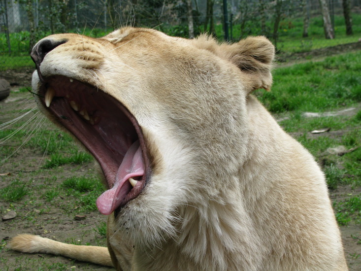 Witte leeuw