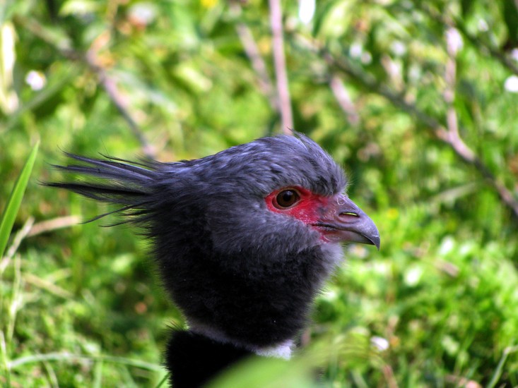 Vogel